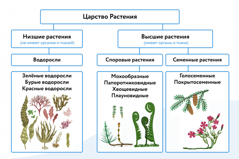 Схема царство растений водоросли