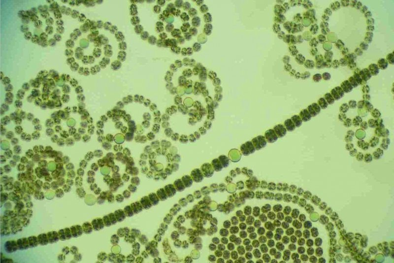 Цианобактерии носток Анабена