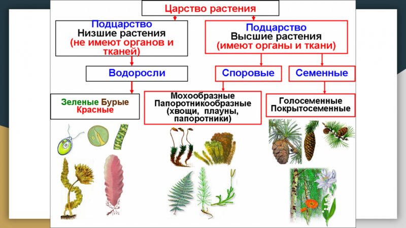 Классификация высших споровых растений схема