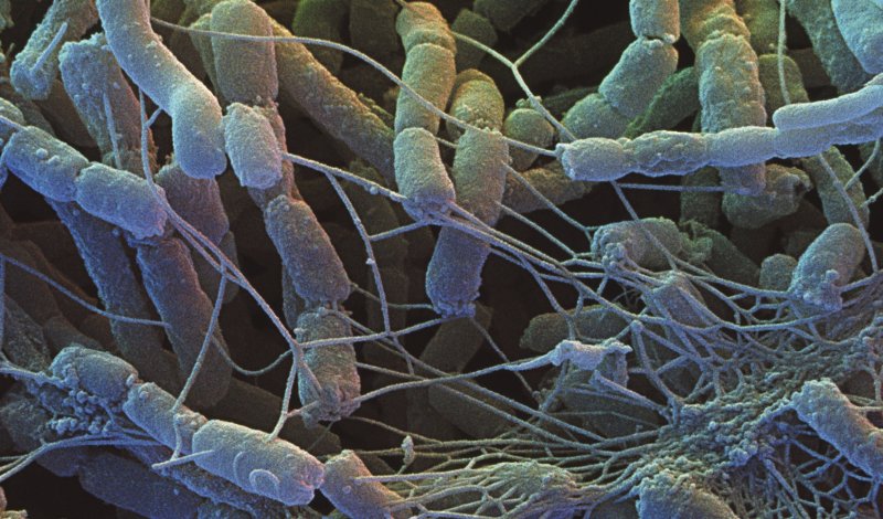 Бактерии сапрофиты редуценты
