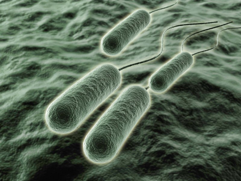 Бактерии псевдомонас аэругиноза