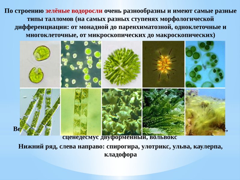 Chlorophyta отдел зелёные водоросли