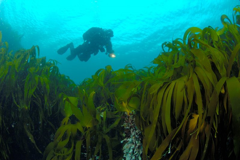 Ламинария водоросли Охотское море