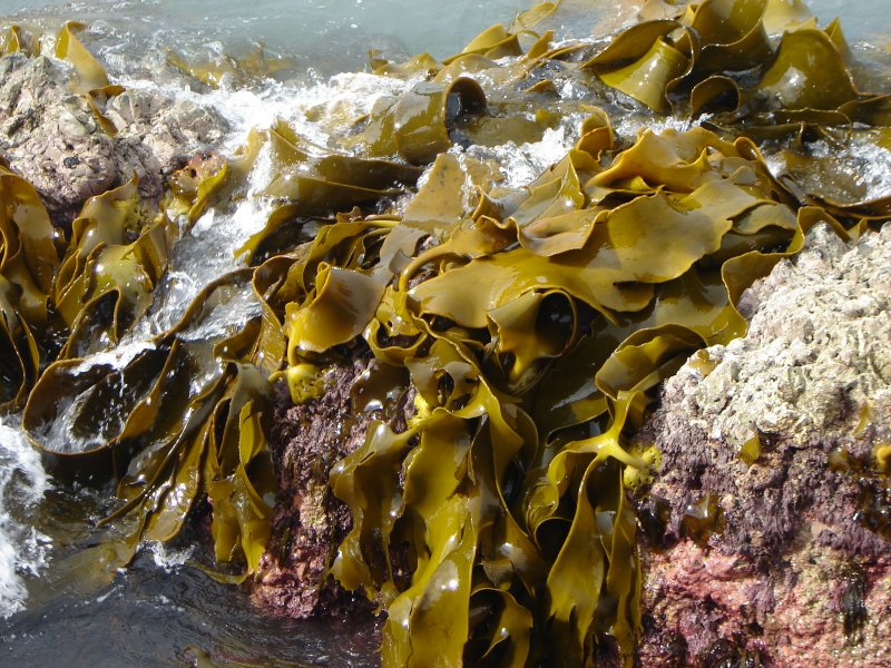 Морской ламинария бурая водоросль