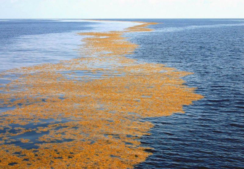 Саргассово море водоросли