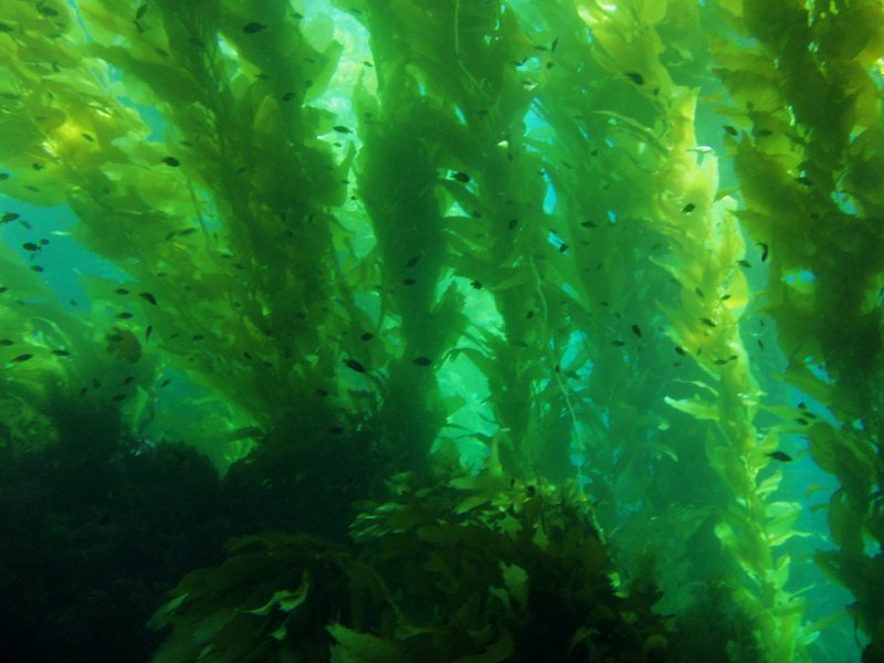 Морские водоросли келп