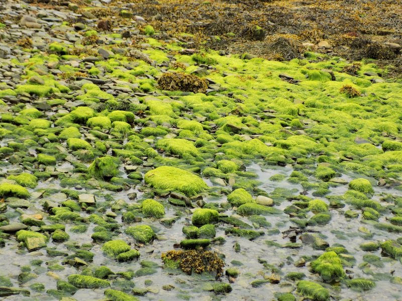 Морской мох водоросли