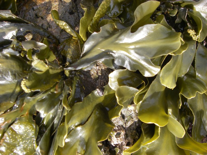 Морские водоросли Jungsoo