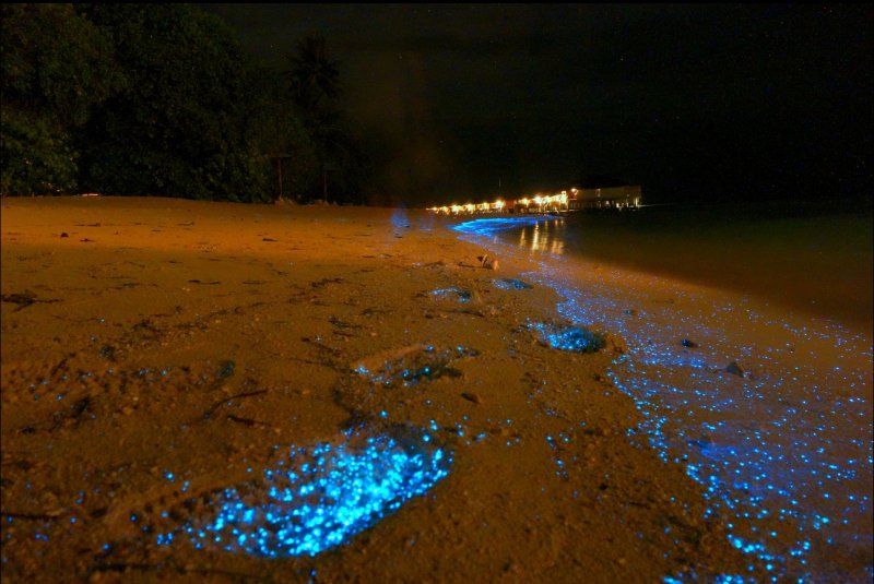 Остров Ваадху Мальдивы светящийся планктон