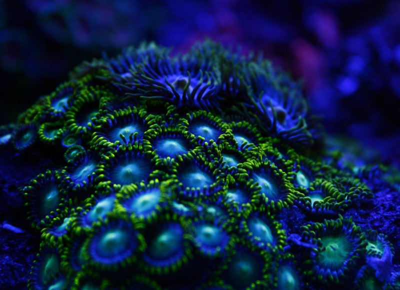 Кораллы биолюминесценция