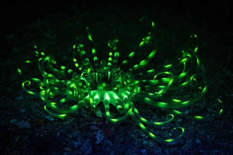 Светящиеся водоросли