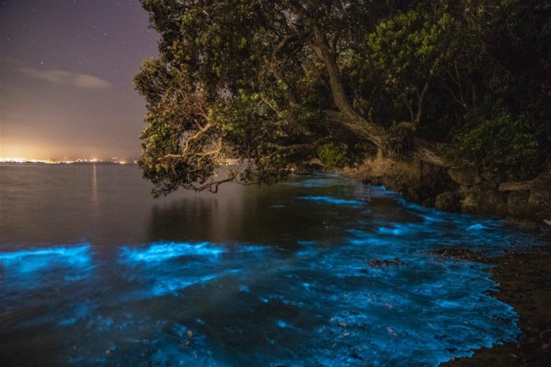 Биолюминесценция Коста Рика