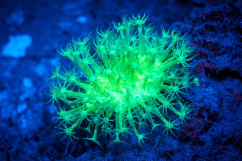 Фосфоресцирующие водоросли