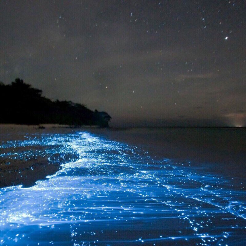 Светящийся планктон на Мальдивах