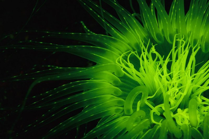 Биолюминесценция водорослей
