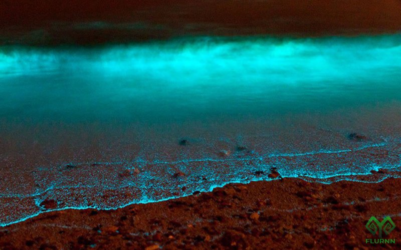 Светящийся океан биолюминесцентный фитопланктон