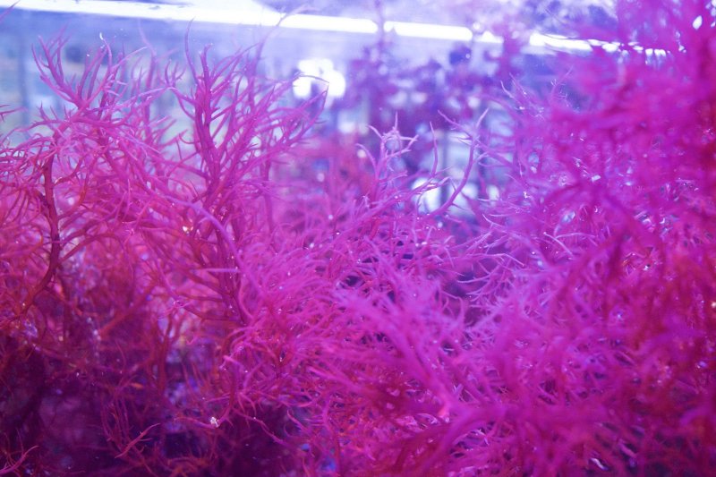 Красные водоросли анфельция