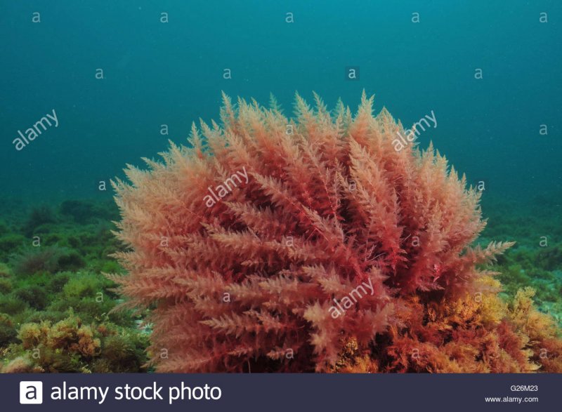 Red Marine algae