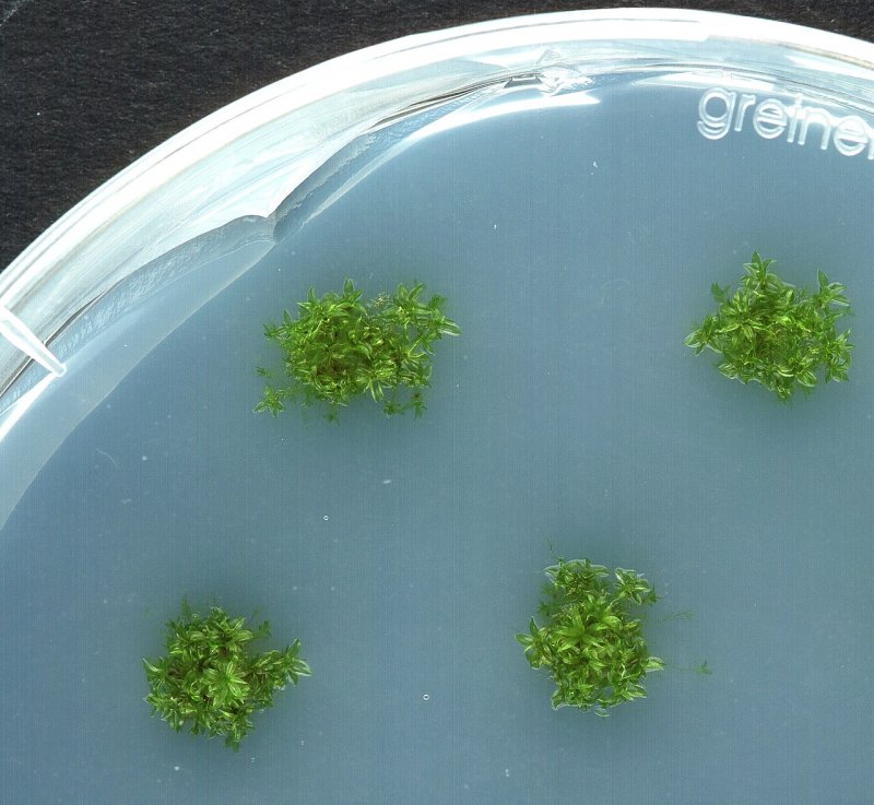 Микроклональное размножение растений in vitro