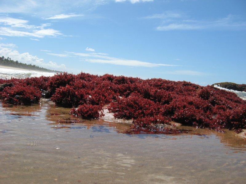 Красные водоросли на берегу