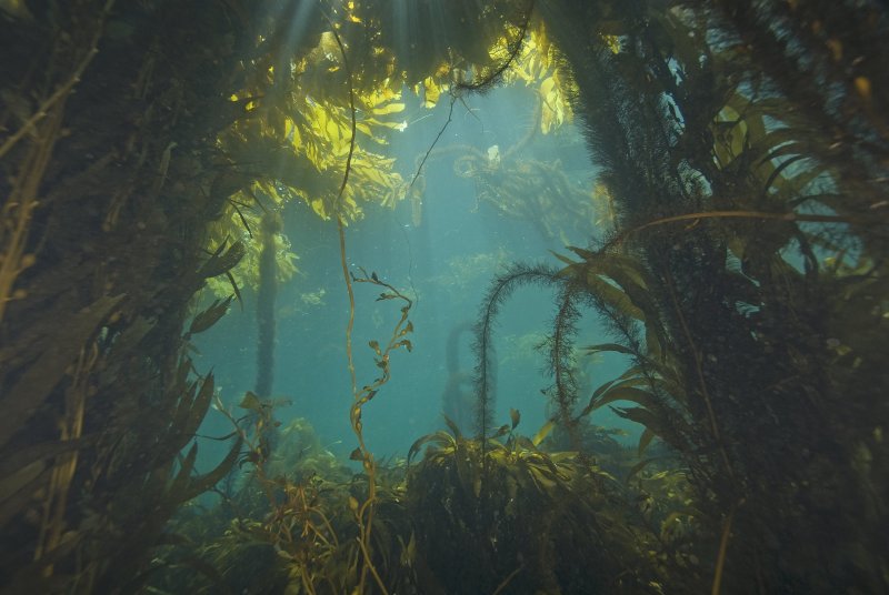 Саргассово море бурые водоросли