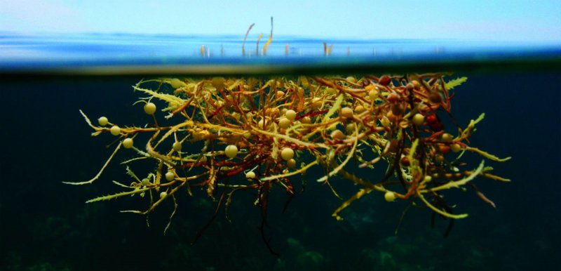 Саргассово море водоросли саргассум