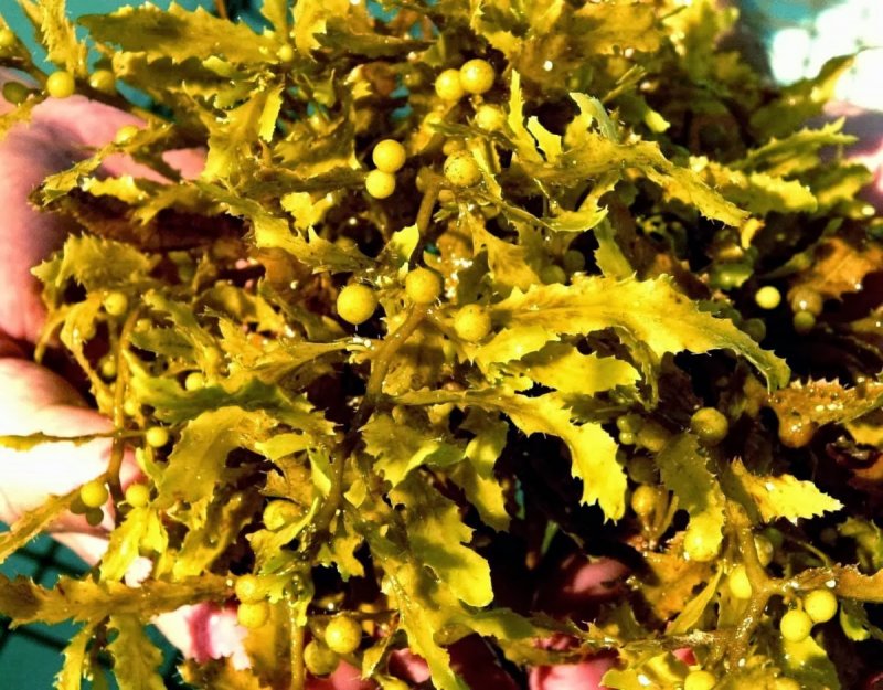 Бурые водоросли саргассум