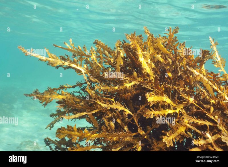Остров из бурых водорослей в Саргассовом море