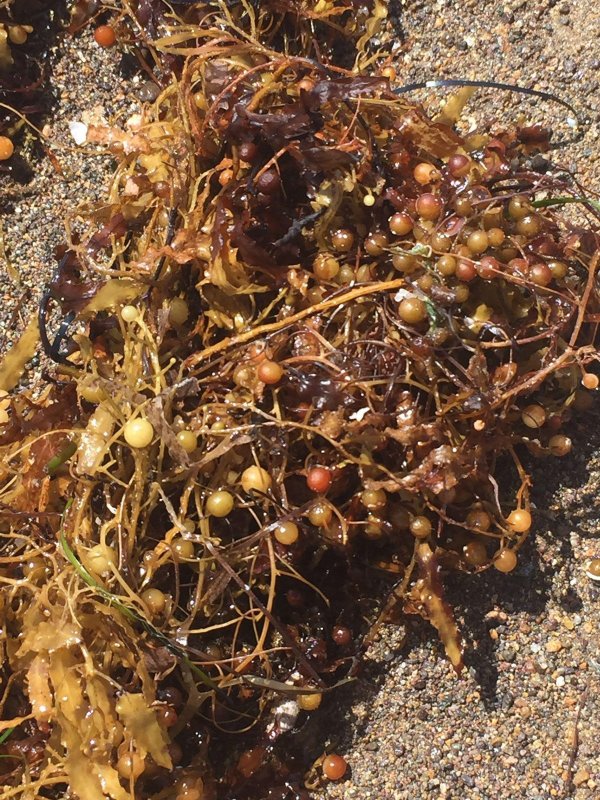 Морской виноград саргассум