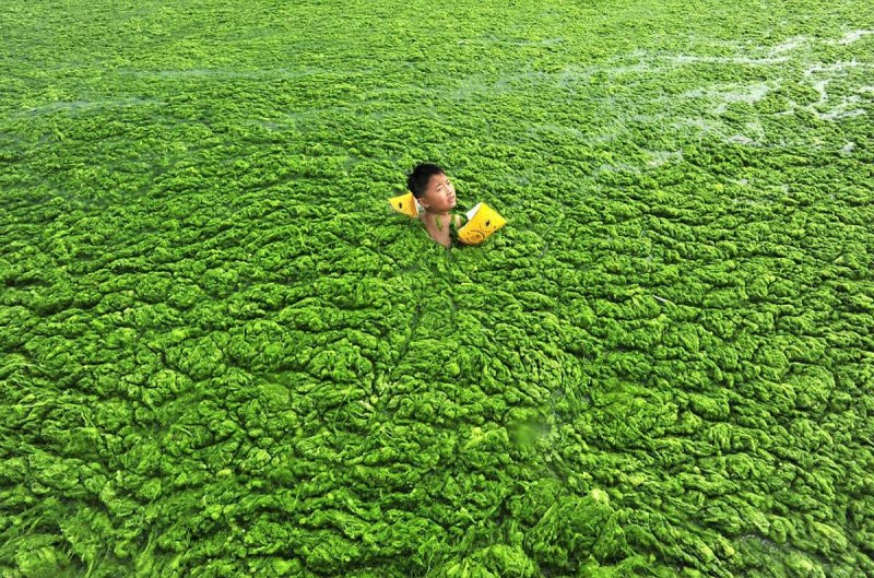 Желтое море зеленые водоросли