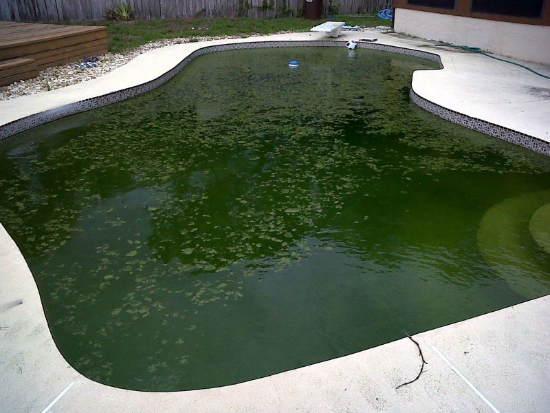 Зеленый бассейн