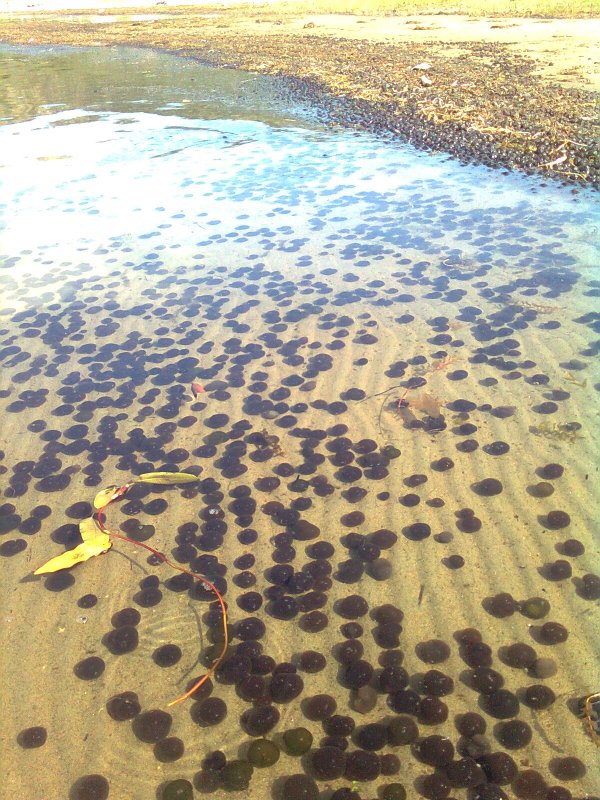 Круглые водоросли на Байкале