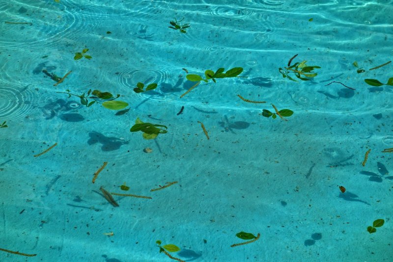 Черные водоросли в бассейне