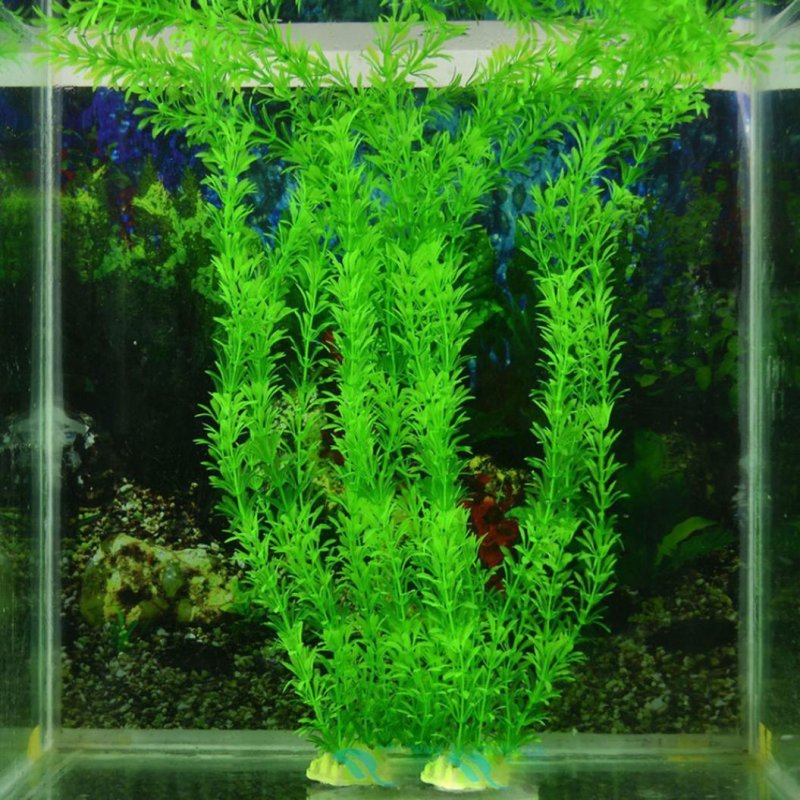 Ламинария аквариумное растение