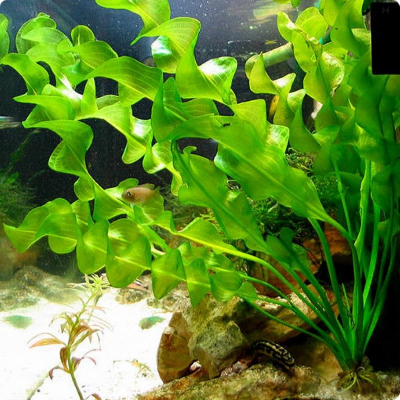 Апоногетон аквариумное растение