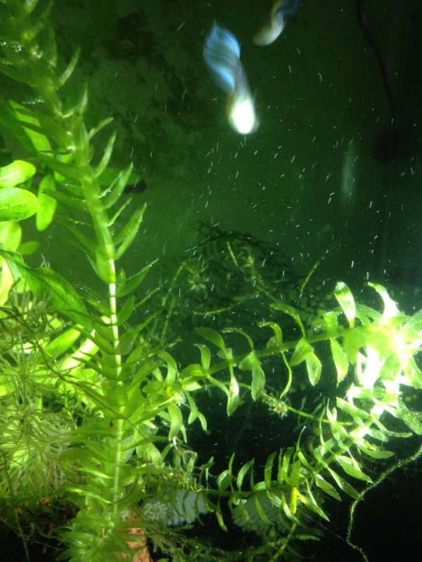 Маис водоросли аквариум