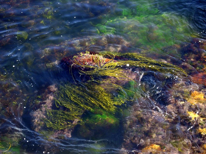 Синезелёные водоросли в Ладожском озере