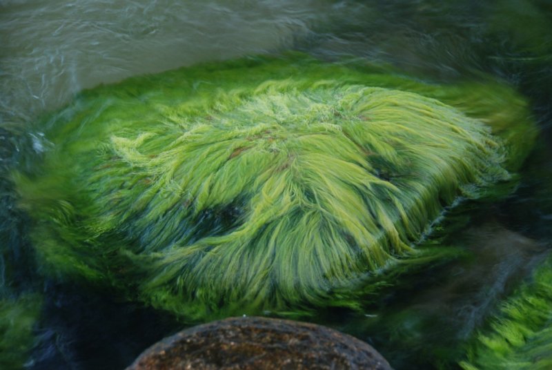 Перифитонные водоросли