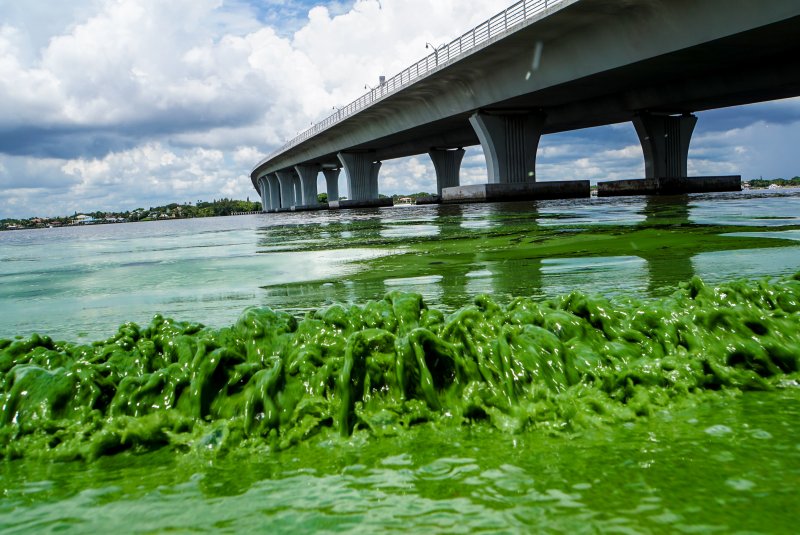 Волга река загрязнение сине-зелеными водорослями