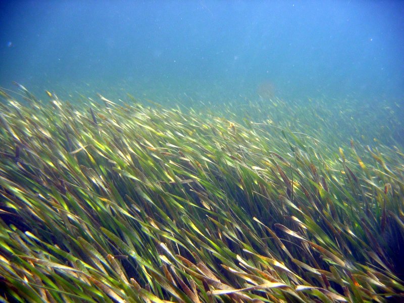 Длинные водоросли в реке