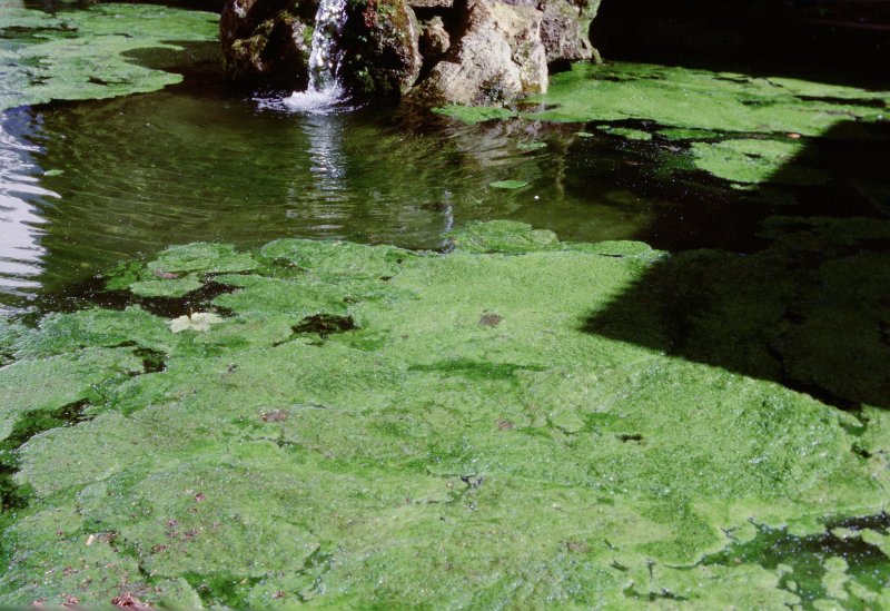 Водоемы с зеленой водой