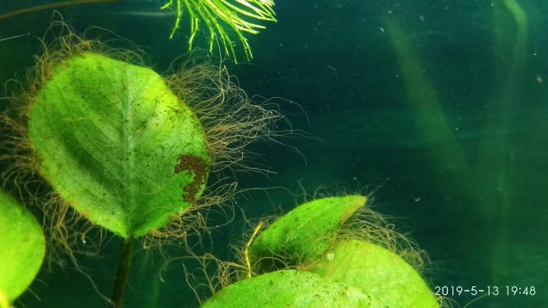 Аквариум водоросли нитчатка