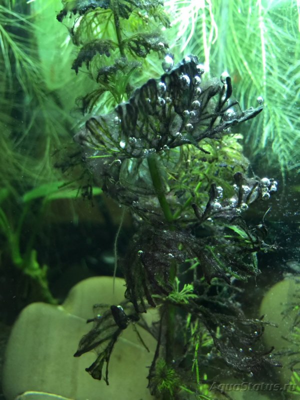 Черные водоросли