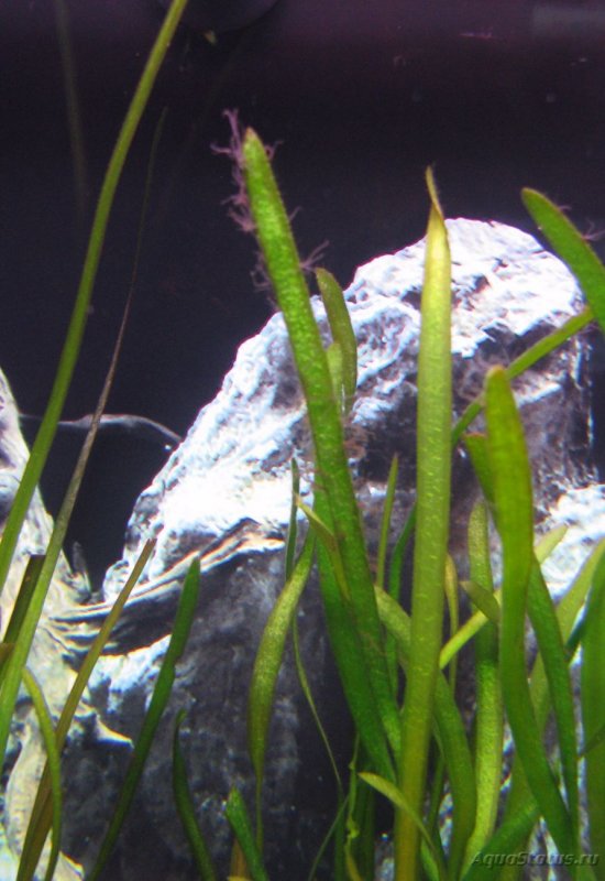 Серые водоросли в аквариуме