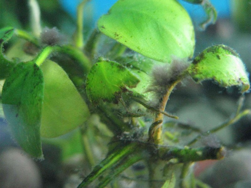 Вьетнамка в аквариуме на растениях черный налет
