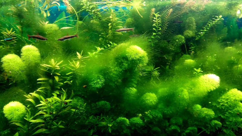 Сине-зеленые водоросли в аквариуме