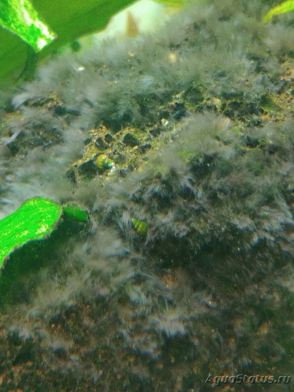 Черная борода на мхе в аквариуме