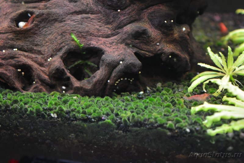 Черные водоросли в аквариуме