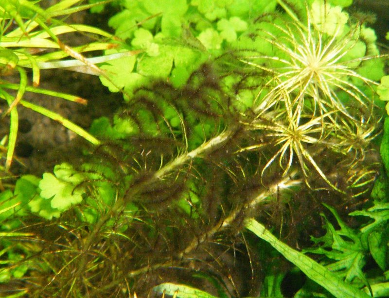 Зеленые диатомовые водоросли в аквариуме