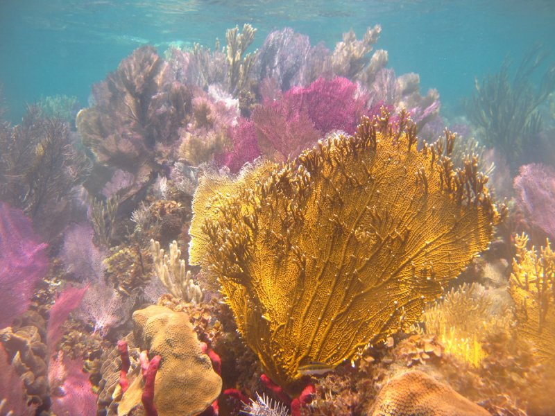 Морские водоросли ламинария красные водоросли